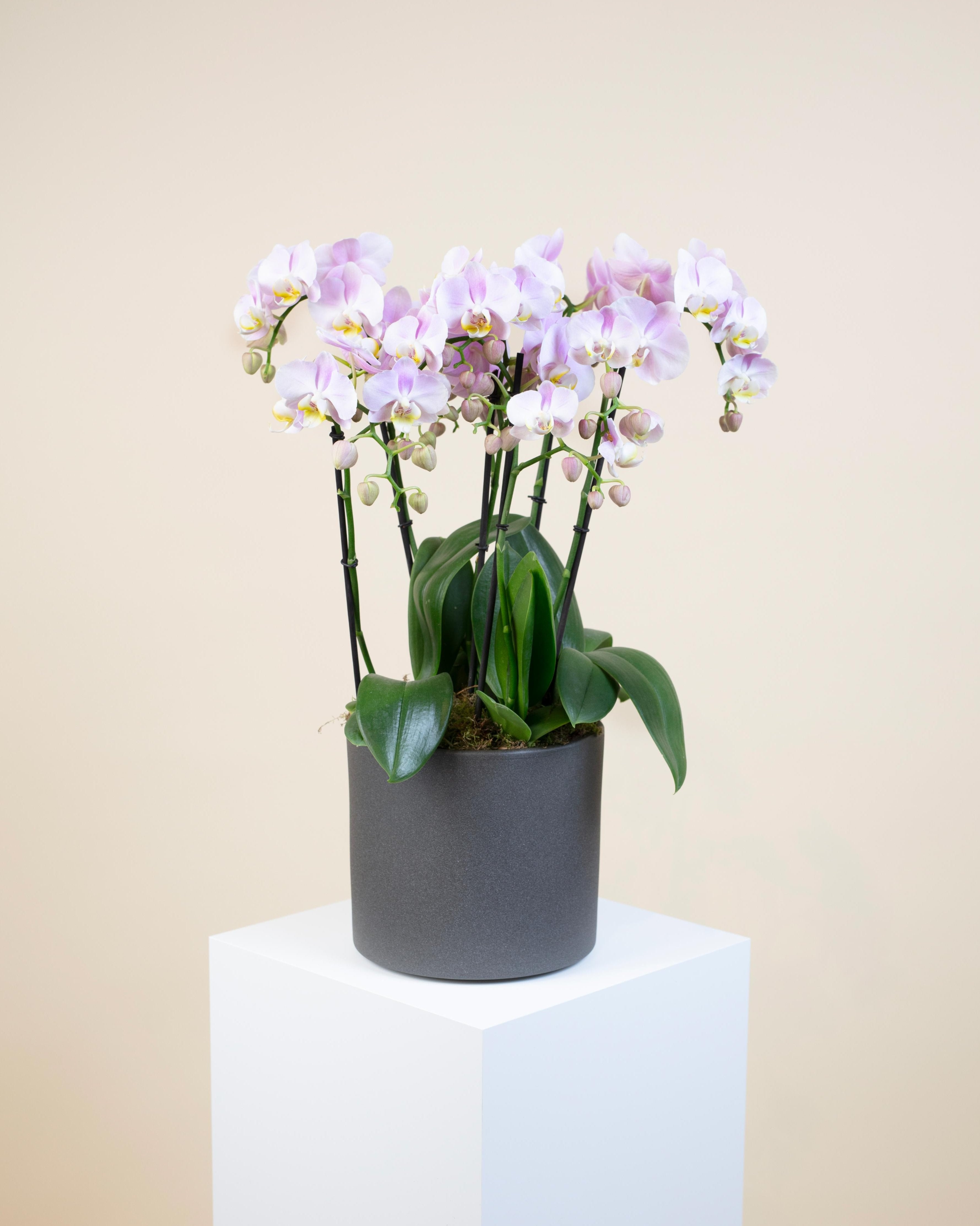 Phalaenopsis Orchids
