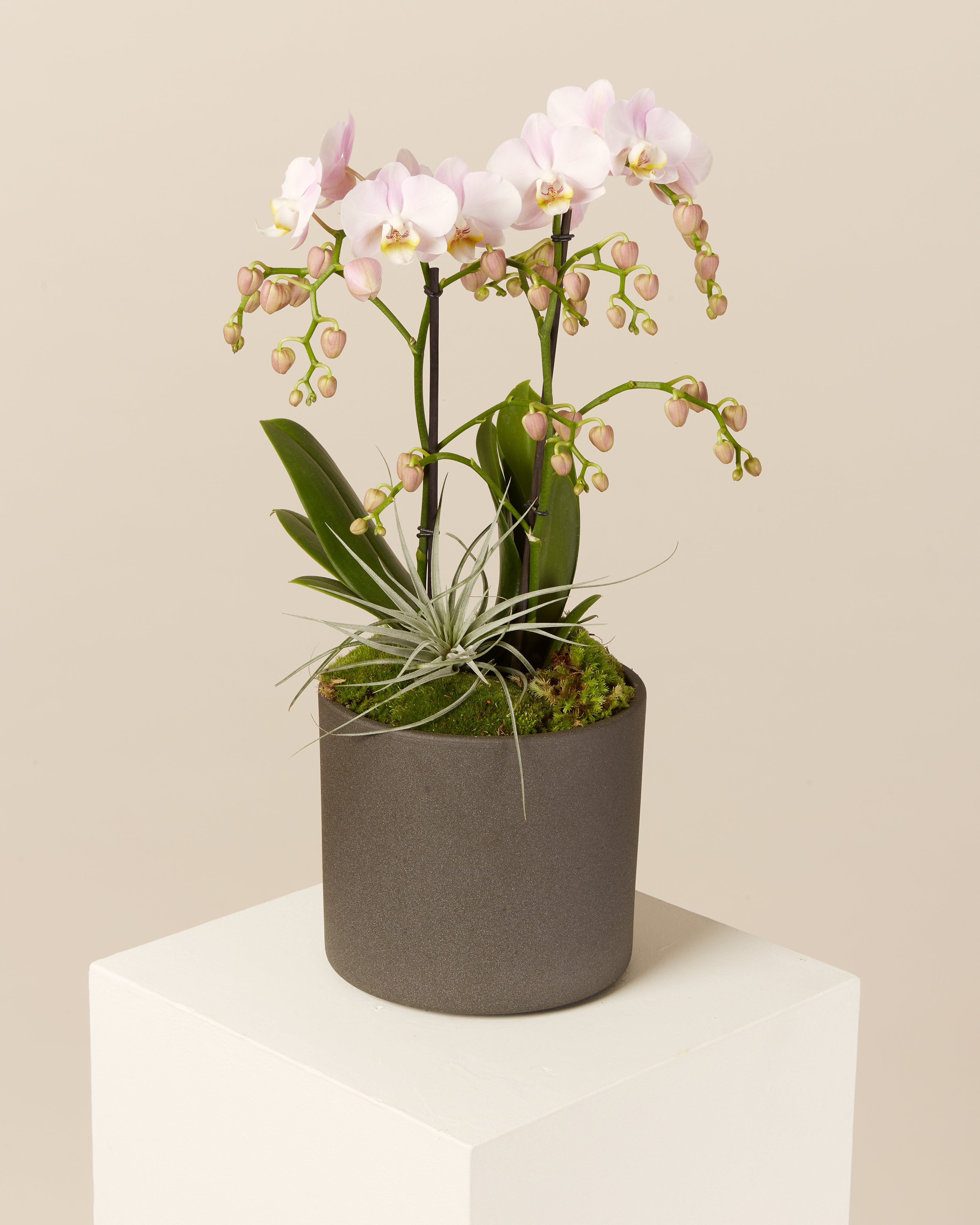 VASO PER ORCHIDEE diametro 13cm Santaplanta Grow Shop