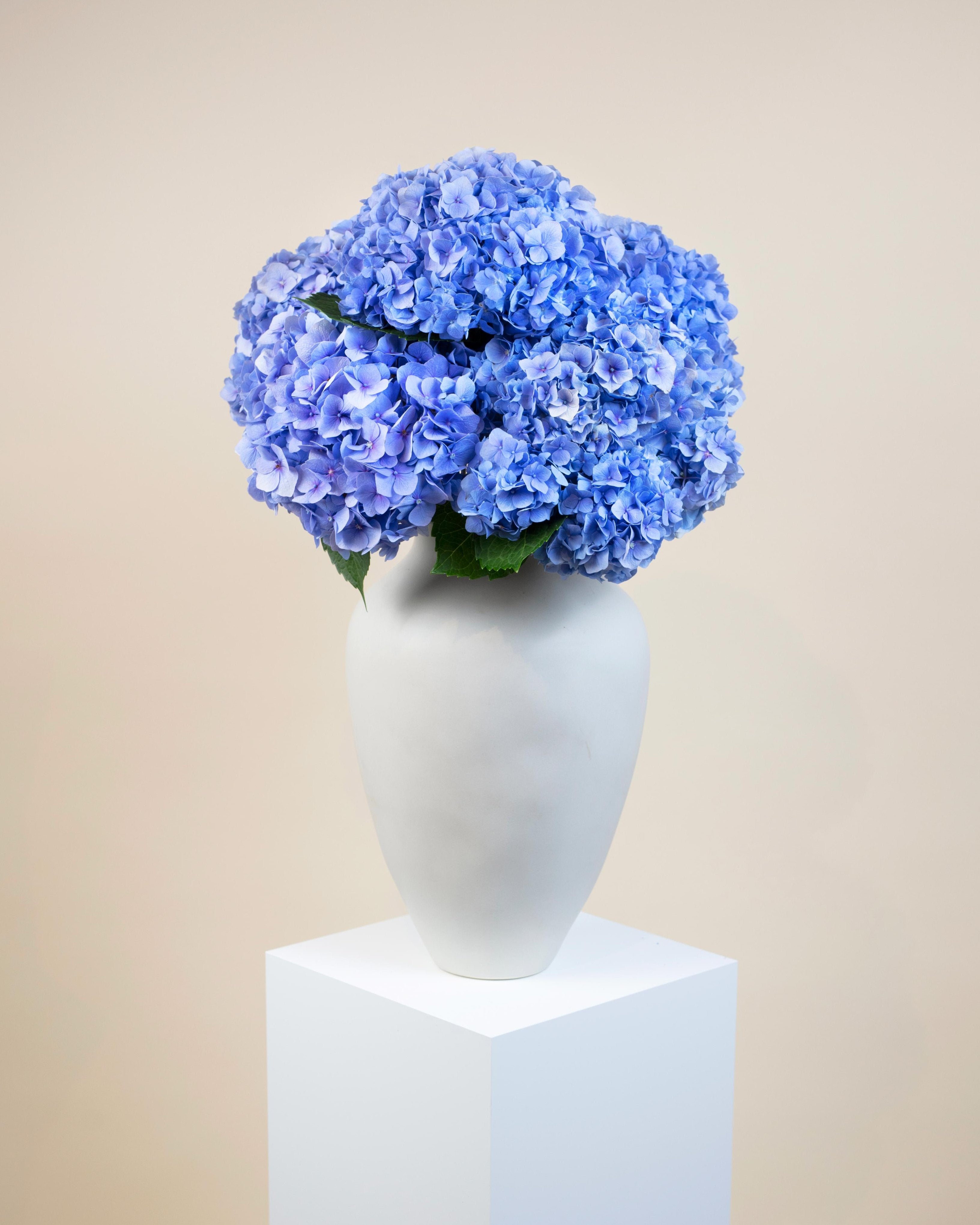 Hydrangeas Bouquet