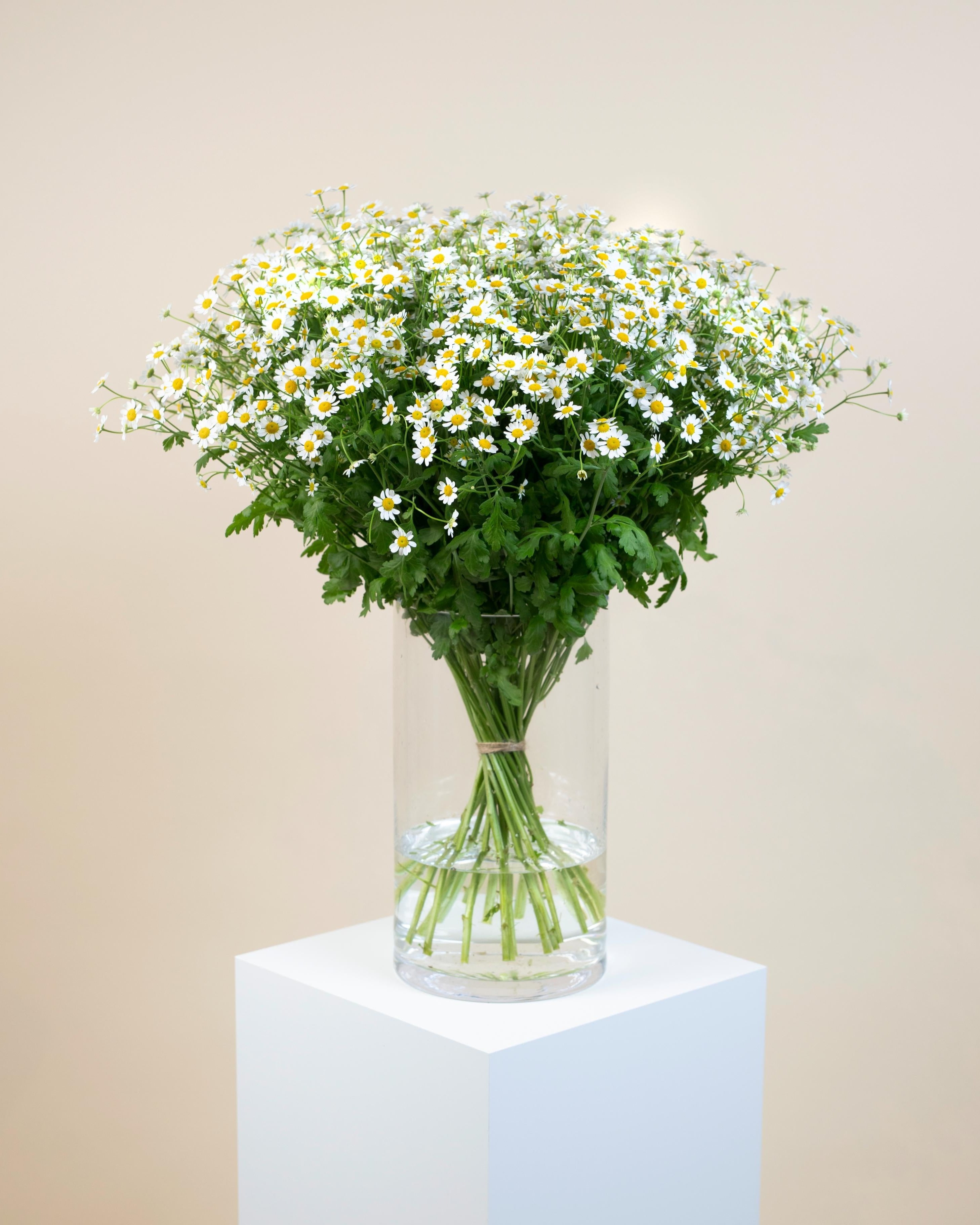 Tanacetum Bouquet