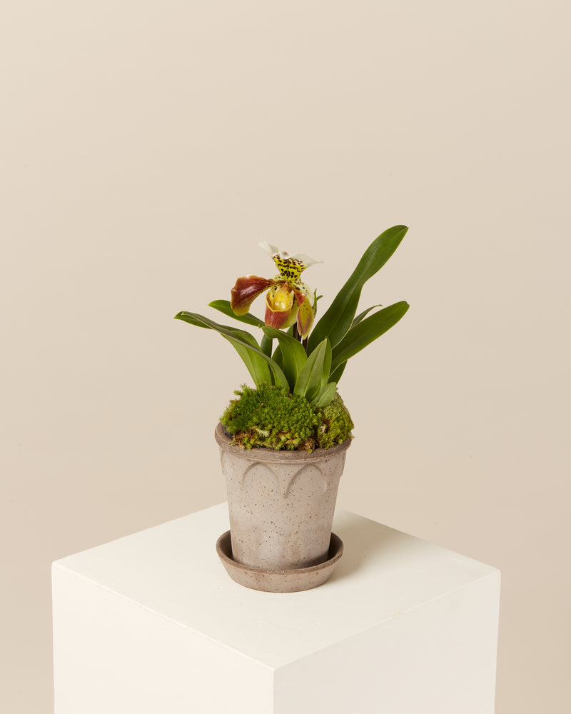 Paphiopedilum Orchids - Flowers Amsterdam 