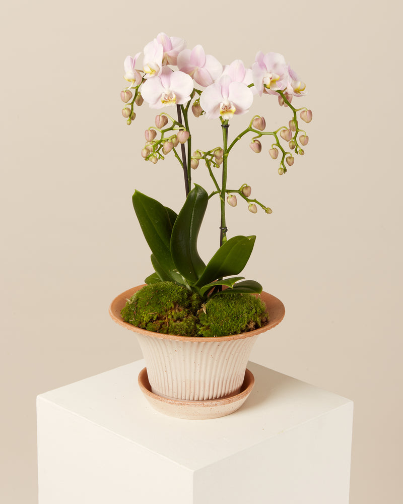 Daisy Terracotta Pot - Flower Plant Pot